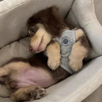 Small dog resting comfortably inside a beige FurFree pet travel seat