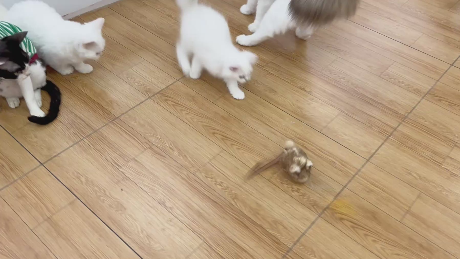 Cats playing with FurFree Smart Interactive Cat Ball in real-life motion demonstration