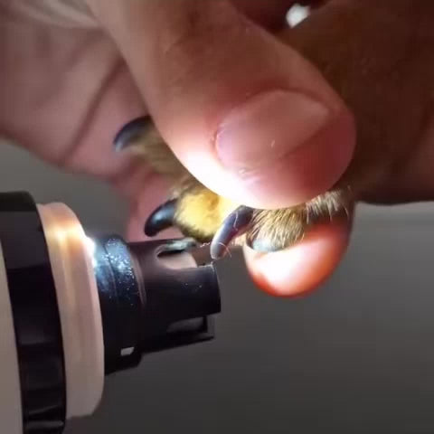 KIVELORA SilentTrim LCD Pet Nail Grinder