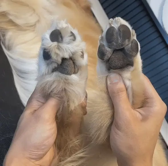 FurFree Precision Pet Paw Trimmer demonstration video 3